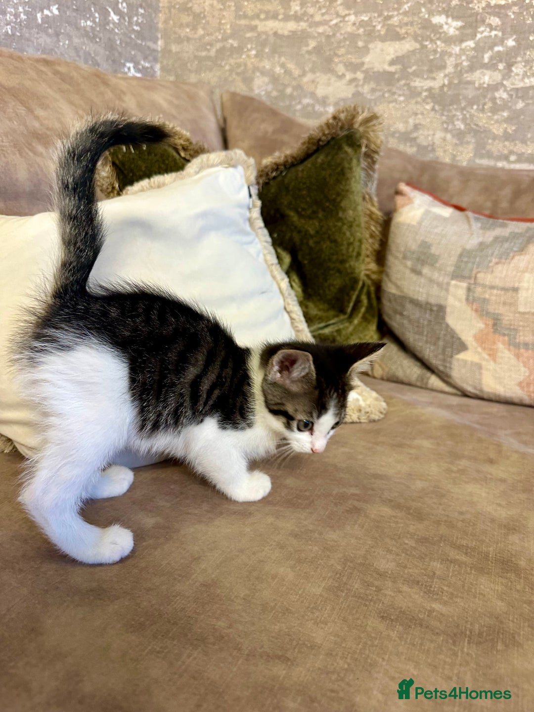 Mixed Breed cats for sale: Super cute and well behaved kittens - Image 15