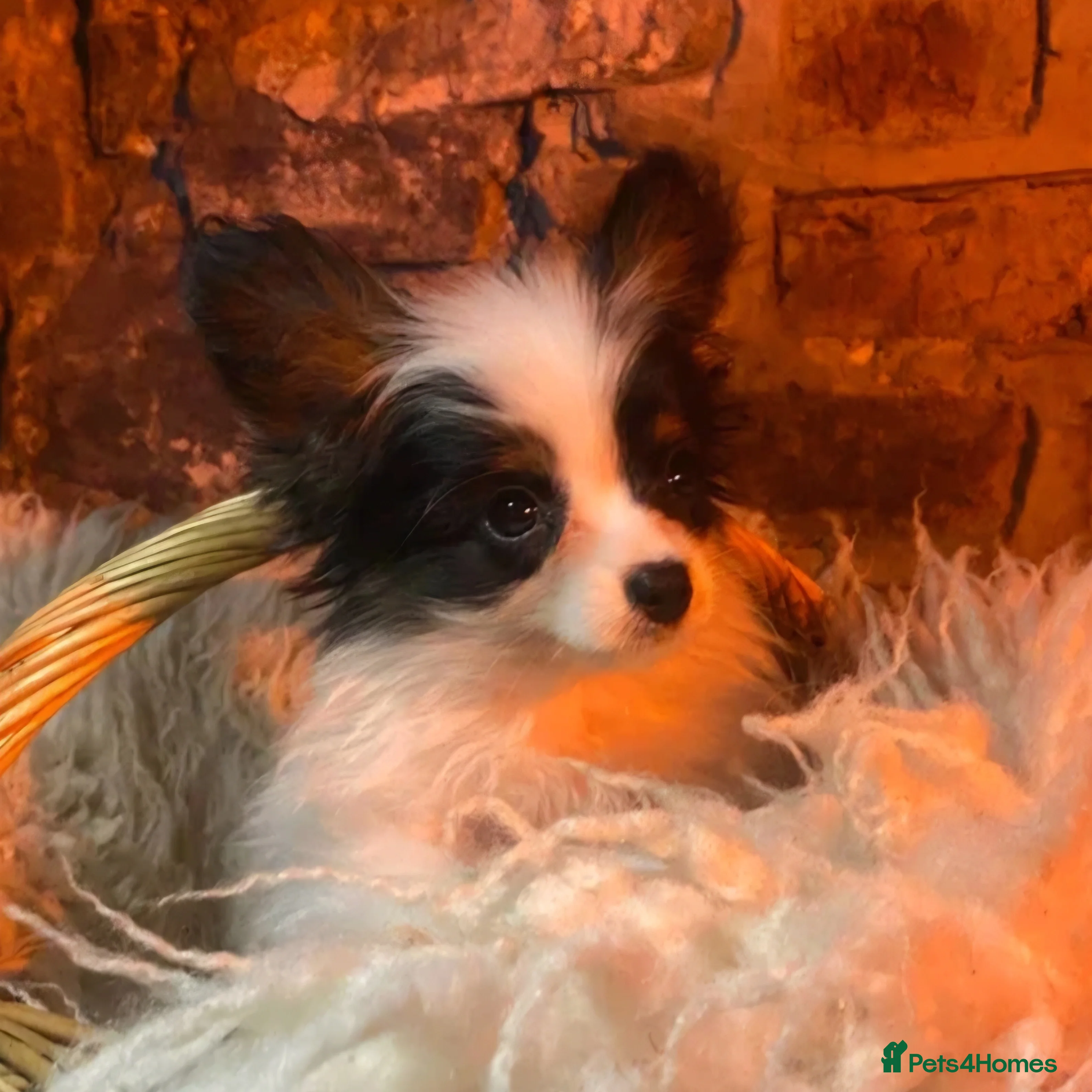 Papillon dogs KC Papillons DNA tested parents  - Advert 1