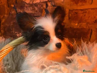 Papillon dogs KC Papillons DNA tested parents - Advert 1