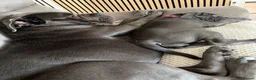 Cane Corso dogs for sale: Cane corso pups  - Advert 15