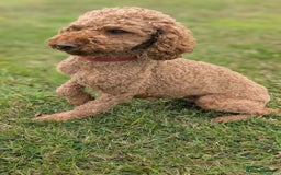 Miniature Poodle dogs for sale: Red miniature poodle puppies!! in Stafford - Image 15
