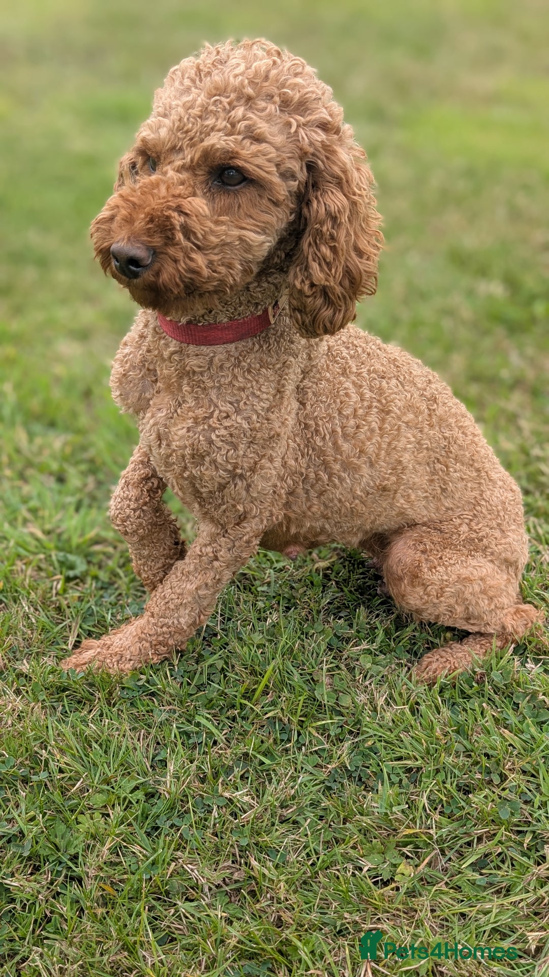 Miniature Poodle dogs for sale: Red miniature poodle puppies!! in Stafford - Image 15
