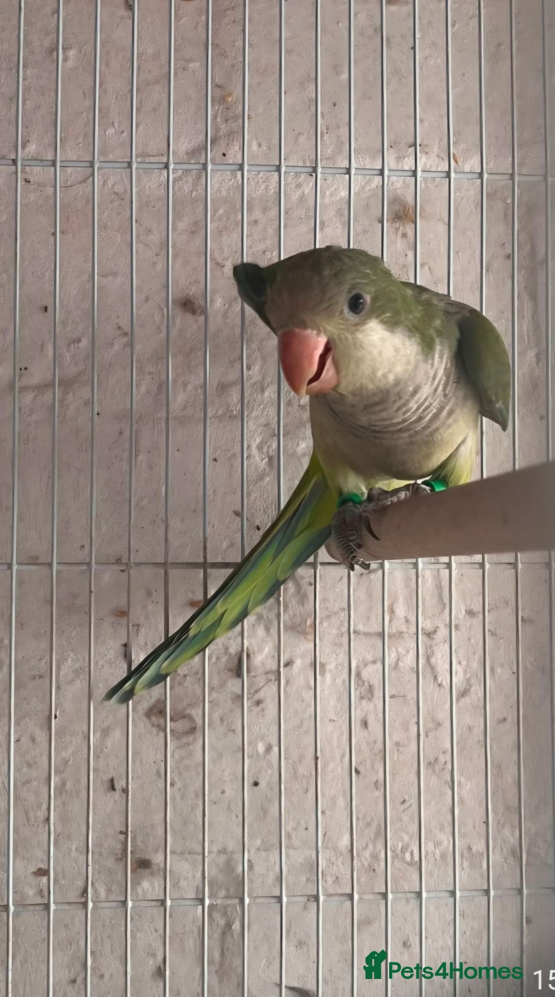 Parakeets birds Baby quakers  - Advert 3