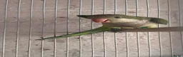 Parakeets birds for sale: Baby quakers  - Advert 1