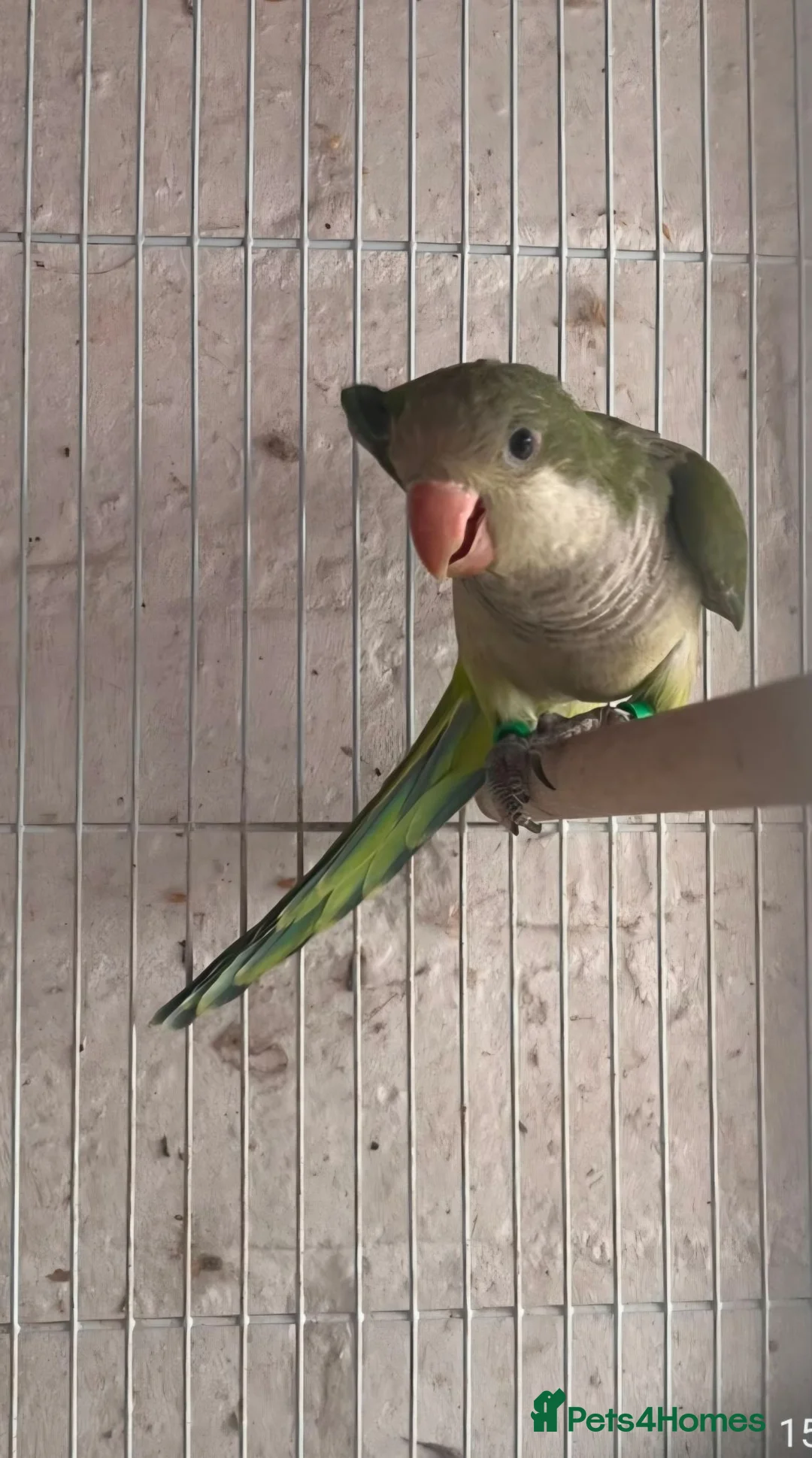 Parakeets birds for sale: Baby quakers  - Advert 1