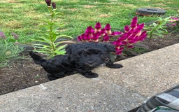 Schnoodle dogs for sale: LAst GIRL REDUCED READY NOW  - Image 4