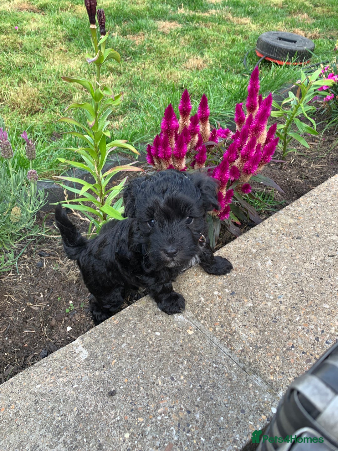 Schnoodle dogs for sale: LAst GIRL REDUCED READY NOW  - Image 4