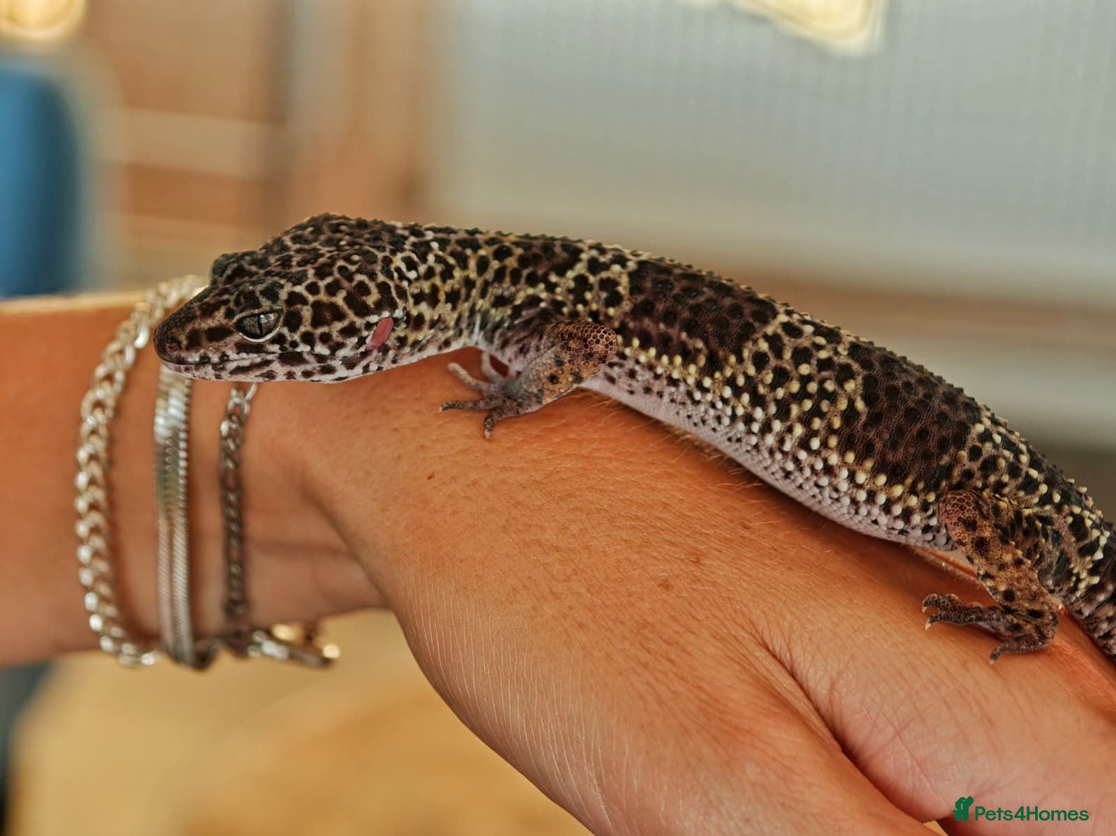 Gecko reptiles Male Leopard gecko  - Advert 2