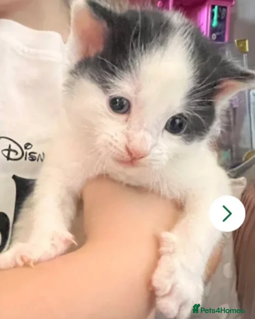 Mixed Breed cats for sale: 2 lovely little kittens  - Advert 2