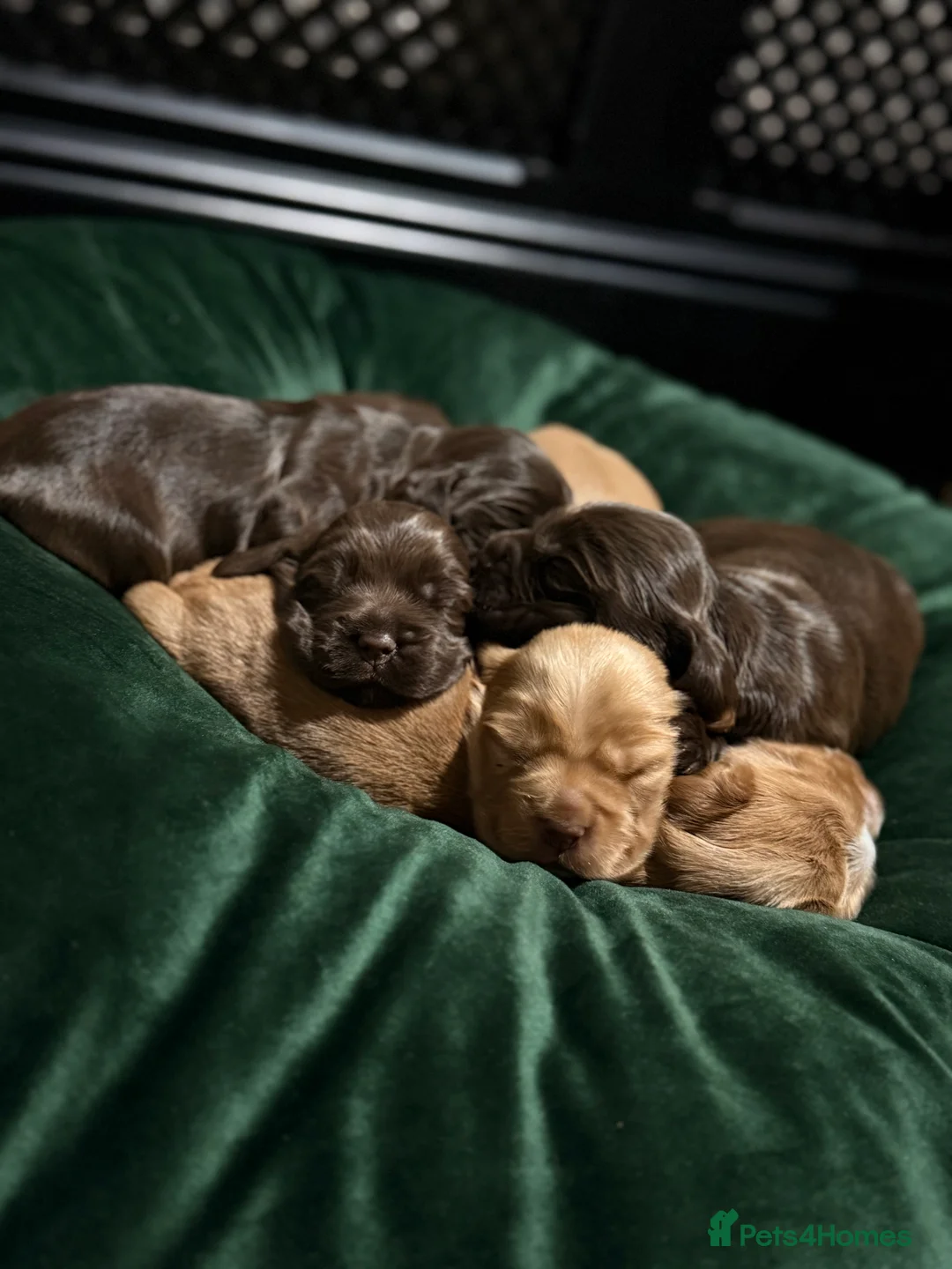 Cocker Spaniel dogs for sale: Show cocker spaniels  - Advert 25