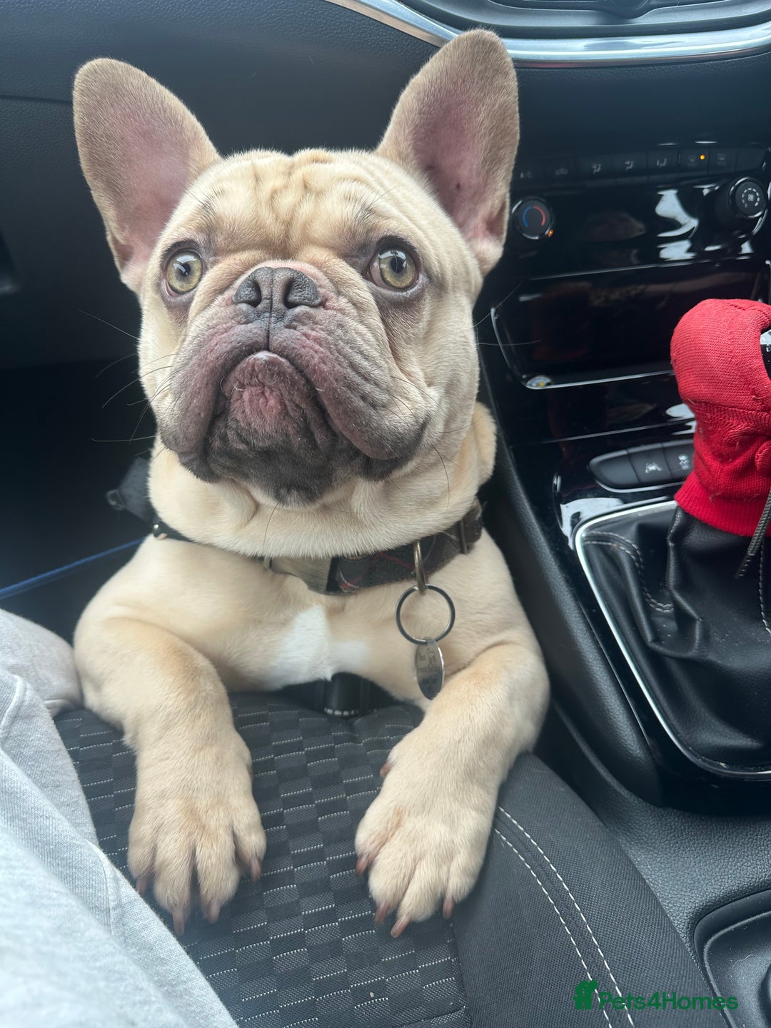 French Bulldog dogs for sale: Beautiful cream boy for re home 🩵 - Image 3