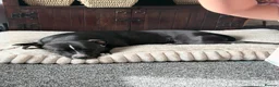 Staffordshire Bull Terrier dogs for sale: Female Staffie looking for a new home -please read in Crieff - Advert 2