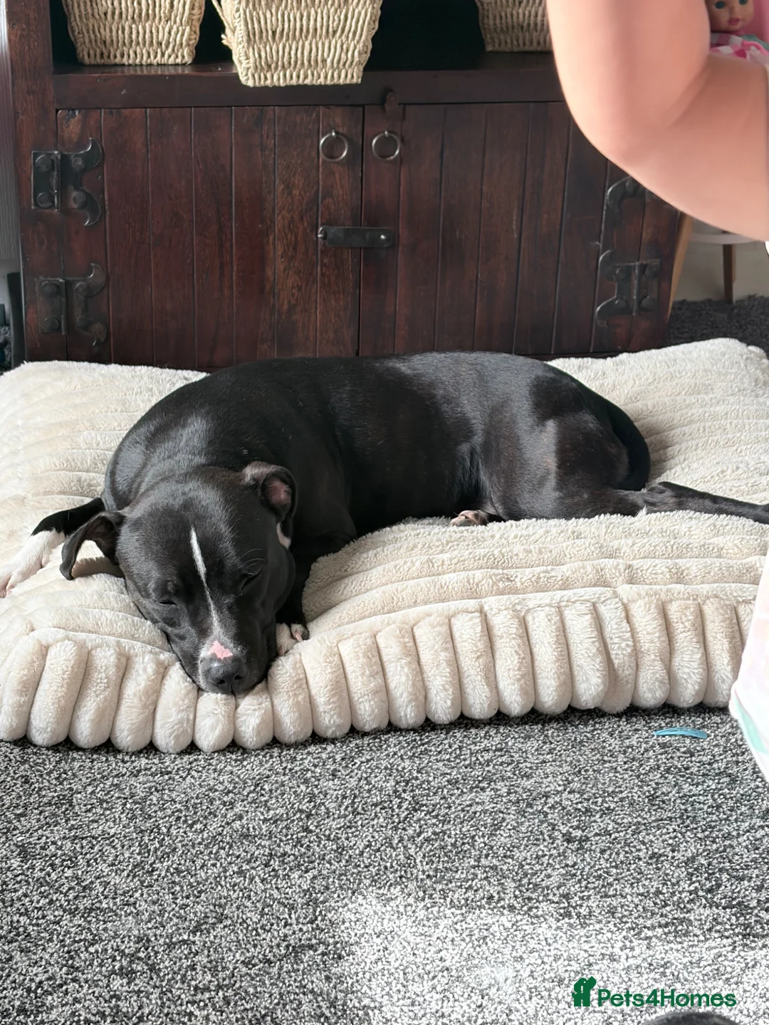 Staffordshire Bull Terrier dogs for sale: Female Staffie looking for a new home -please read in Crieff - Advert 2