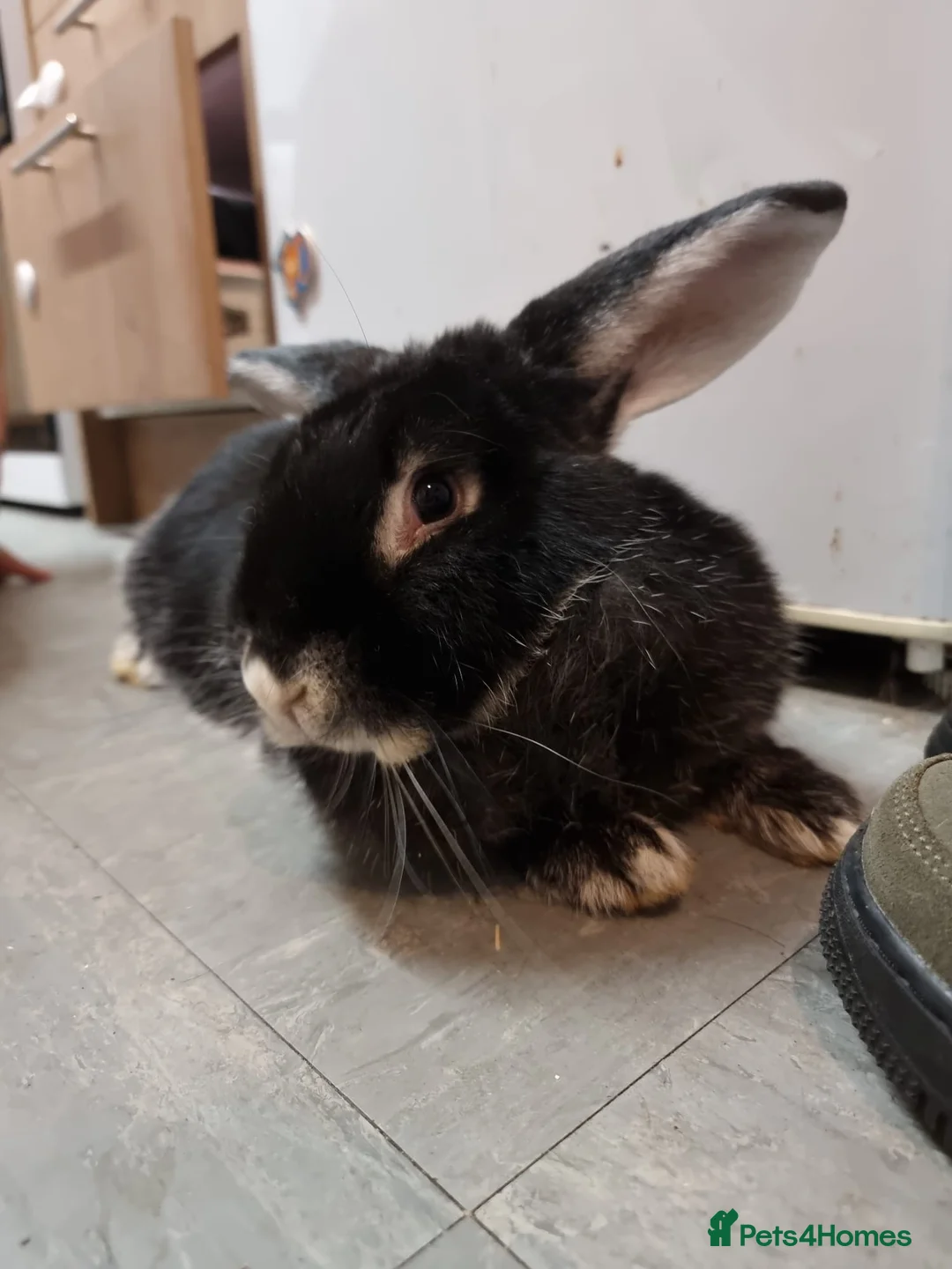 Continental Giant rabbits for sale: Female giant continental rabbit for rehoming in Dereham - Advert 2