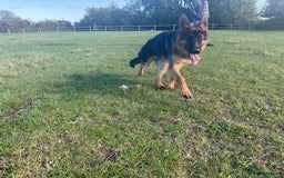 German Shepherd dogs for sale: 25 years experience breeding German Shepherds  - Image 21