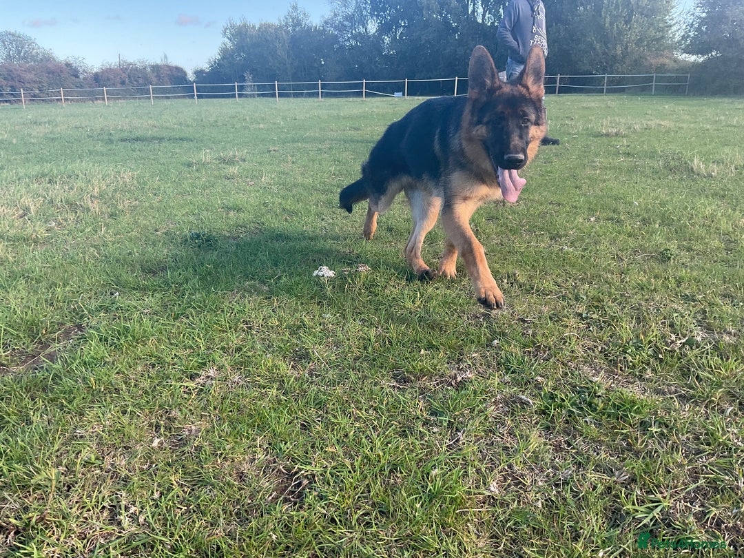 German Shepherd dogs for sale: 25 years experience breeding German Shepherds  - Image 21