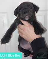 Staffordshire Bull Terrier dogs Quality KC SBT Boys - Advert 3
