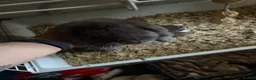 Mini Lop rabbits for sale: mini lop rabbit  in Birmingham - Advert 2