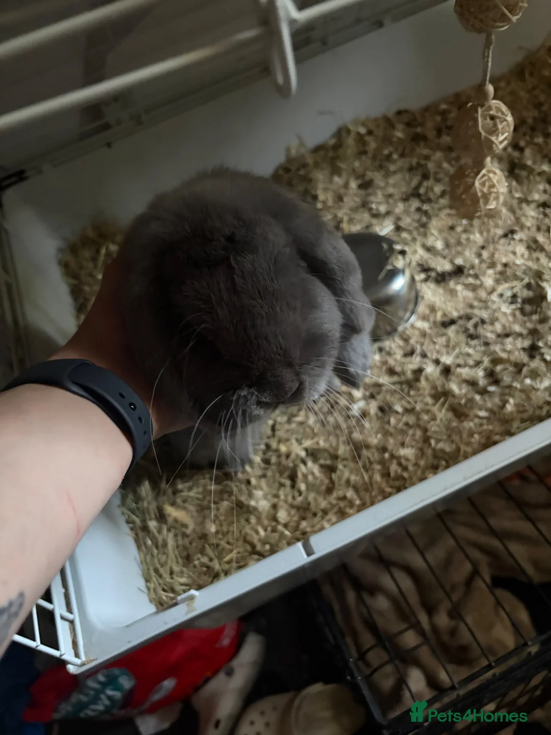 Mini Lop rabbits for sale: mini lop rabbit  in Birmingham - Advert 2