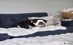 English Bulldog dogs for sale: KC Reg English Bulldogs Champion Bloodlines  - Image 32