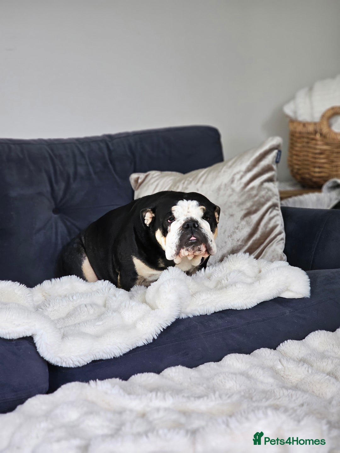 English Bulldog dogs for sale: KC Reg English Bulldogs Champion Bloodlines  - Image 32
