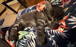 Siberian cats for sale: Beautiful mixed Siberian kittens - Image 5