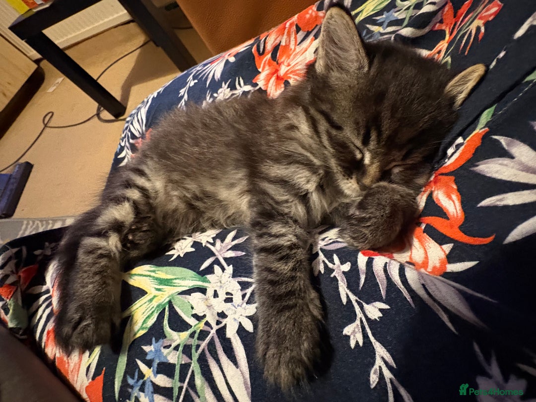 Siberian cats for sale: Beautiful mixed Siberian kittens - Image 5