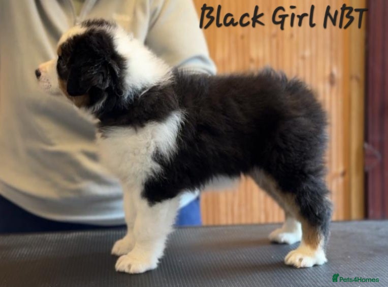 Australian Shepherd dogs Top Quality Australian Shepherd Pups  - Advert 2