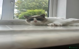 Ragdoll cats for sale: Beautiful Ragdolls Available. - Image 7