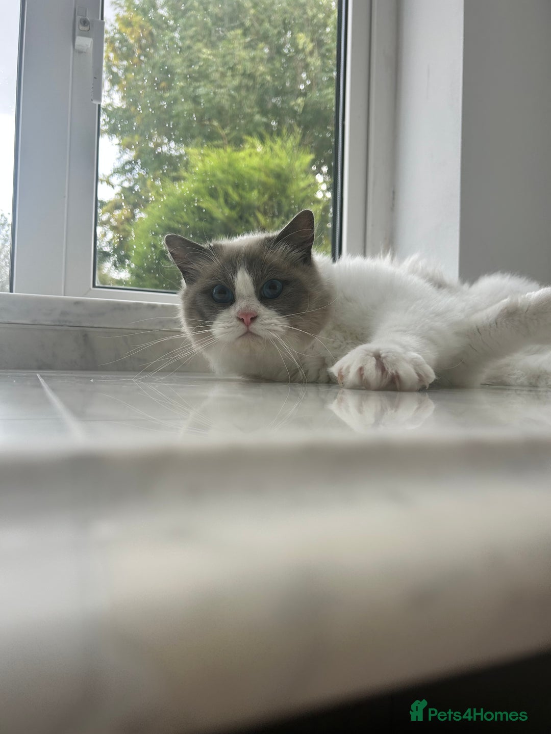 Ragdoll cats for sale: Beautiful Ragdolls Available. - Image 7