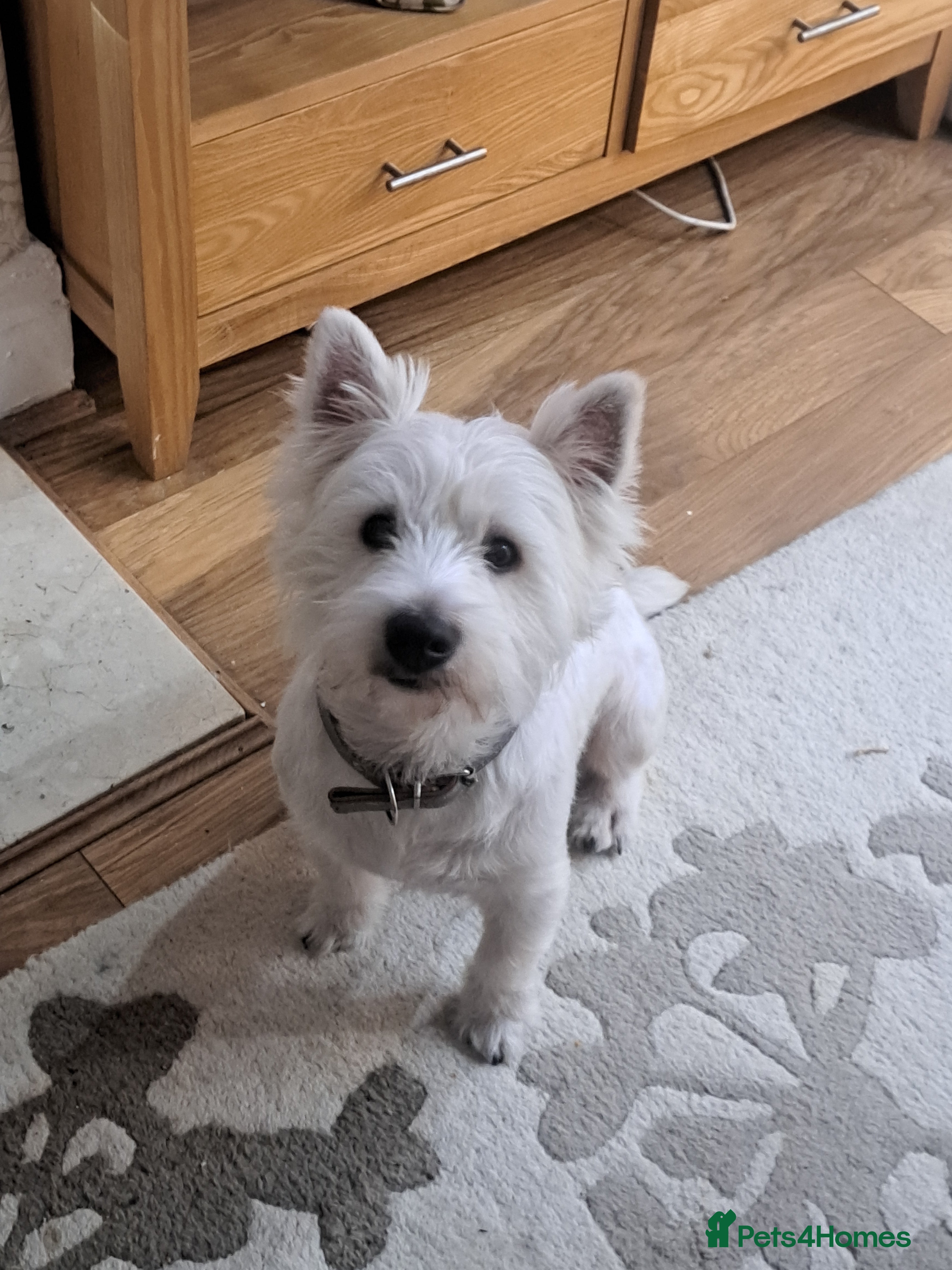 West Highland Terrier dogs Westhighland terrier  stud only in Liverpool - Advert 2