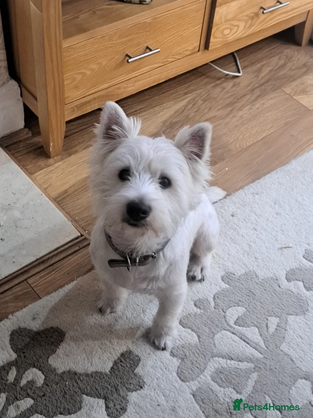 West Highland Terrier dogs for stud: Westhighland terrier  stud only in Liverpool - Advert 1