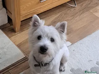 West Highland Terrier dogs Westhighland terrier stud only in Liverpool - Advert 2