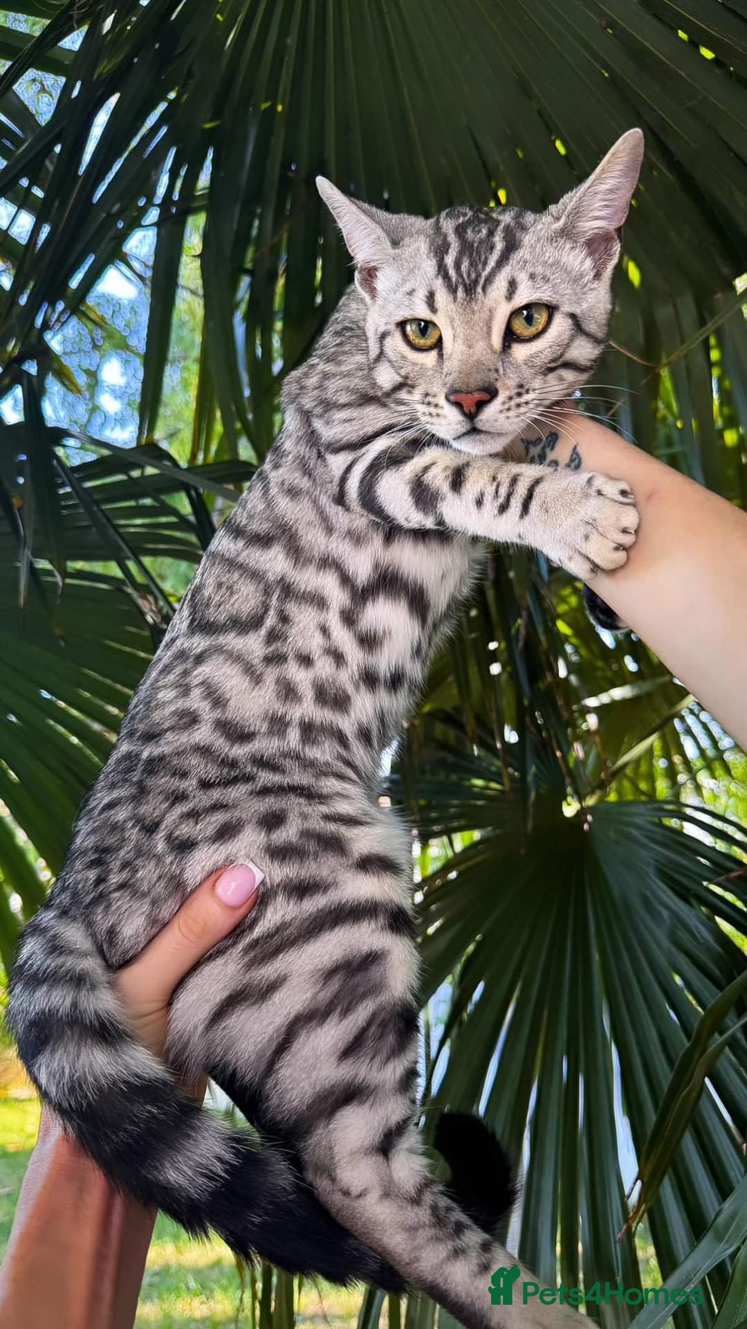 Bengal cats for sale: Stunning Silver Mature Bengal Male  - Advert 2