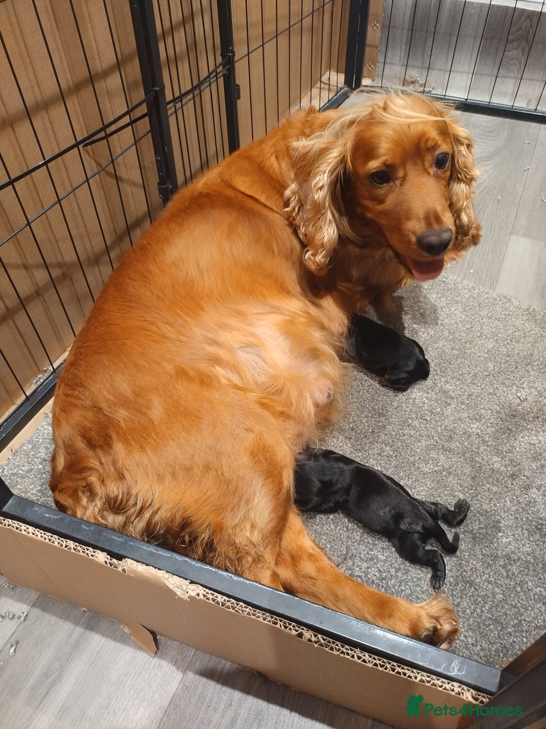 Cocker Spaniel dogs for sale: KC pups  - Advert 8