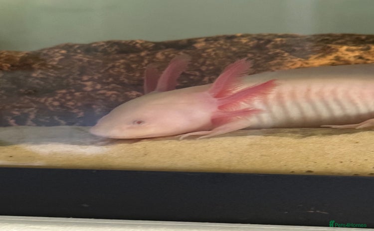 Axolotl reptiles - Advert 3