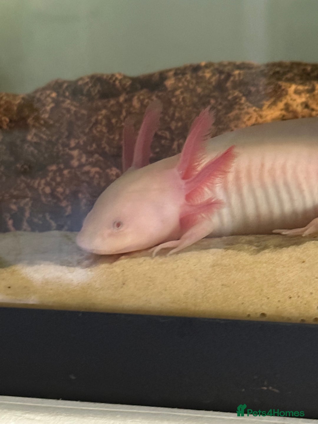 Axolotl reptiles for sale: Axolotl with full set up - Image 1