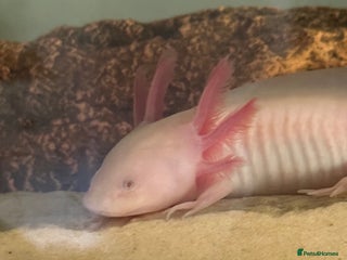 Axolotl reptiles - Advert 8