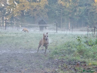 Whippet dogs Raven & Dobby kc whippets - Advert 1