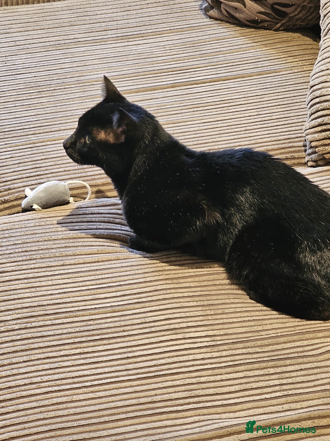 Mixed Breed cats for adoption: Ozzy deserves better  - Advert 10