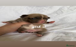 French Bulldog dogs for sale: Pedigree Puppies ❤️ - Image 7