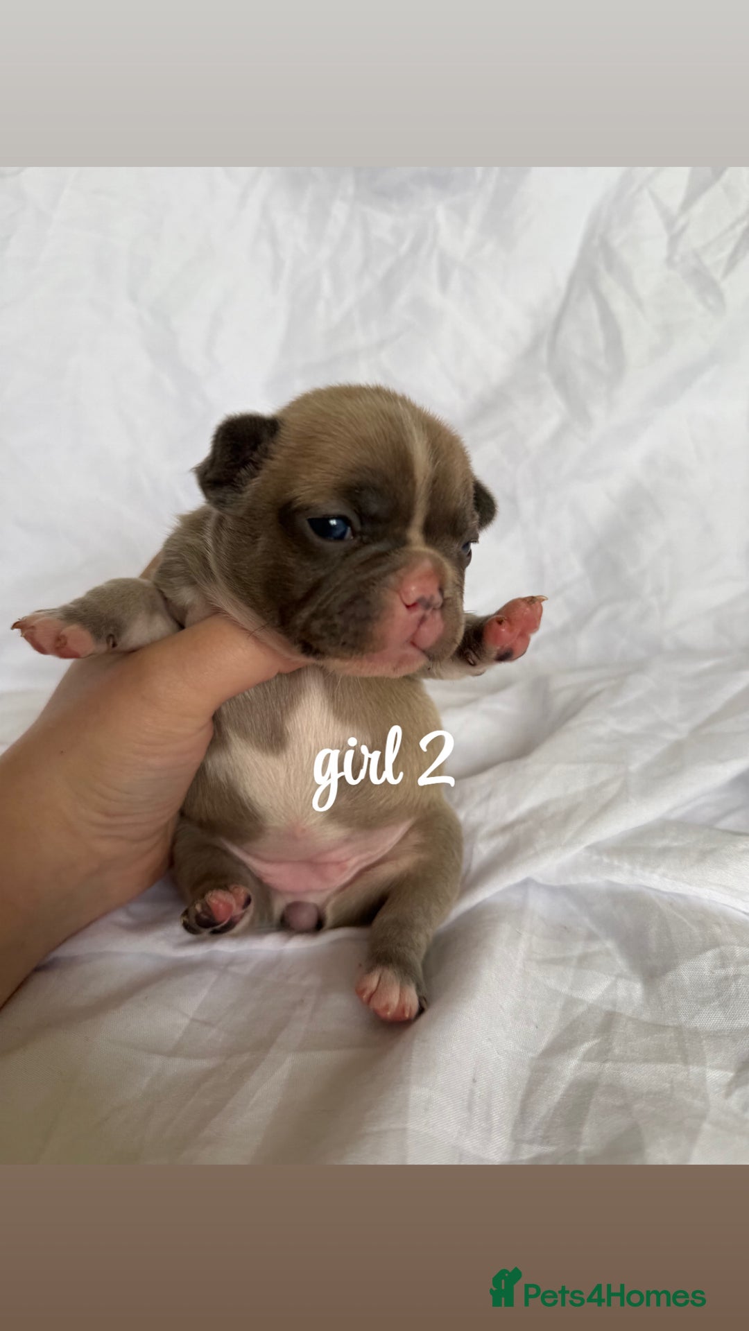 French Bulldog dogs for sale: Pedigree Puppies ❤️ - Image 7