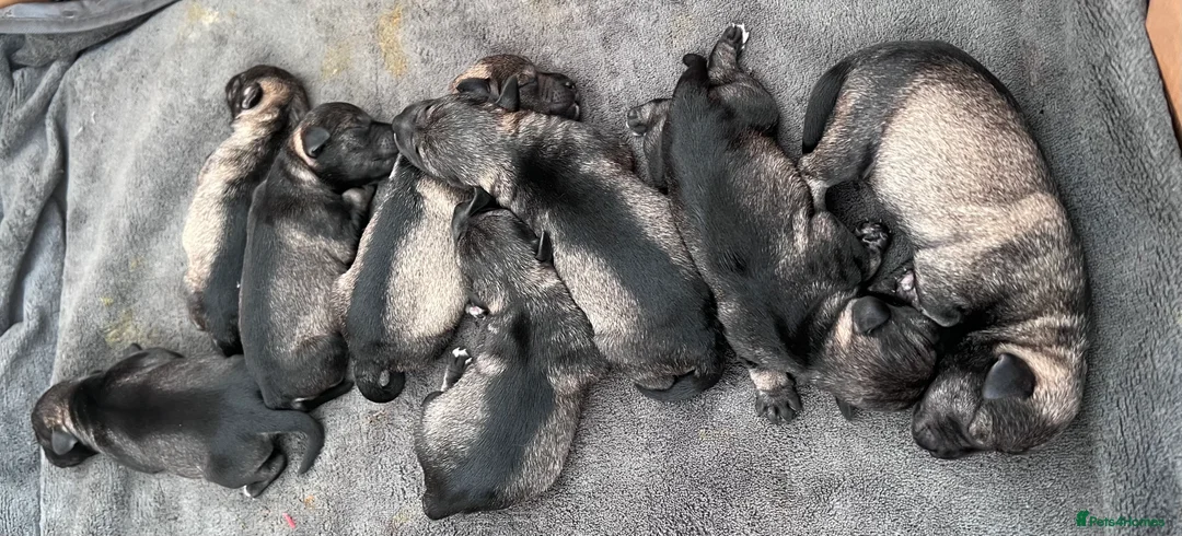 Miniature Schnauzer dogs for stud: 5th gen kc registered miniature schnauzer stud in Doncaster - Advert 6