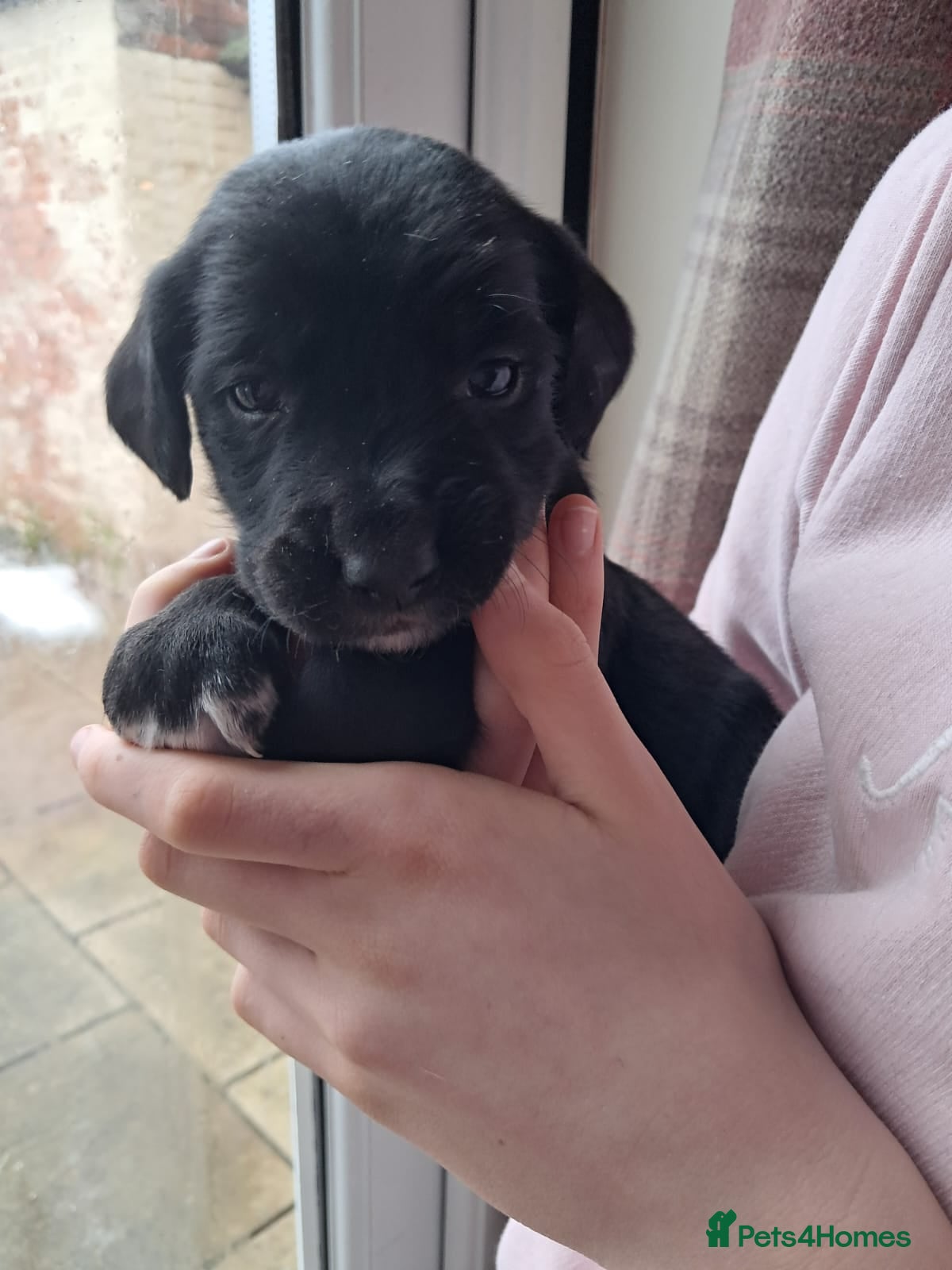 Mixed Breed dogs Beautiful Puppies. Spaniel x Collie - Advert 16