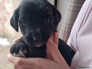 Mixed Breed dogs Beautiful Puppies. Spaniel x Collie - Advert 15