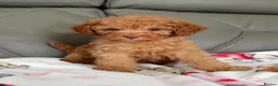 Cavapoo dogs for sale: Gorgeous Red Cavapoo Puppies - Advert 4