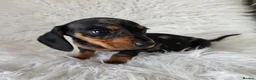 Miniature Dachshund dogs for sale: KC PRA CLEAR DAPPLE BOYS - Advert 17