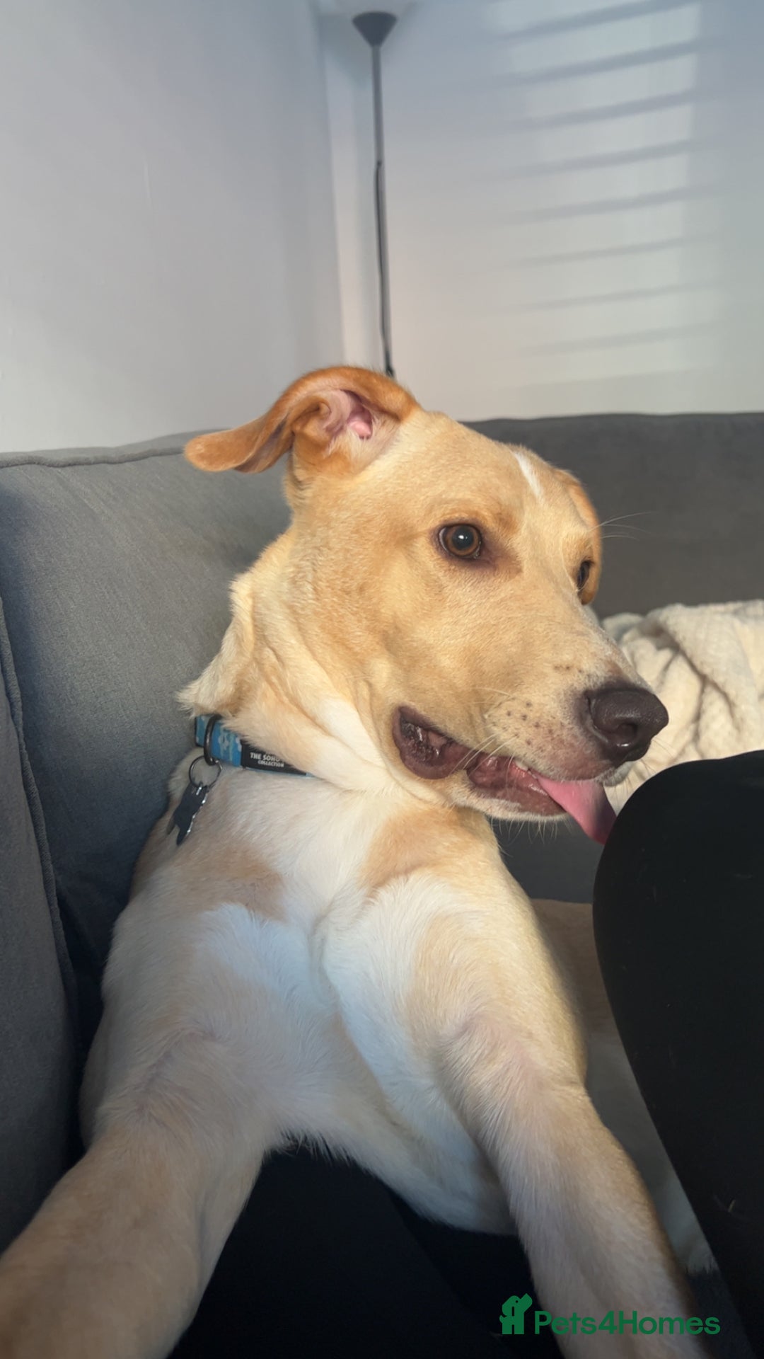 Labrador Retriever dogs for sale: Louie - Image 2