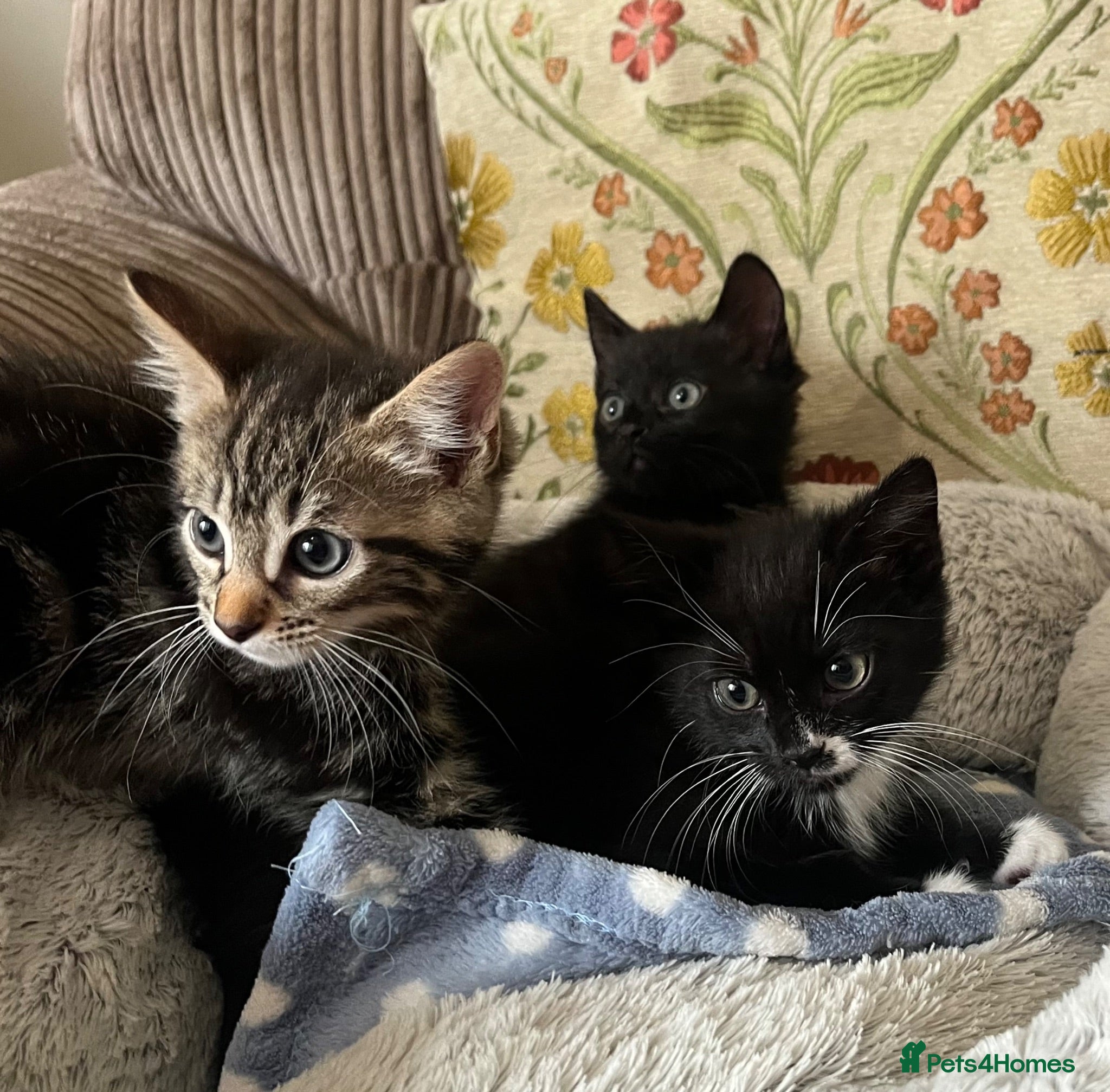 Mixed Breed cats Friendly Kittens Raised Around Dog and Toddler - Advert 1