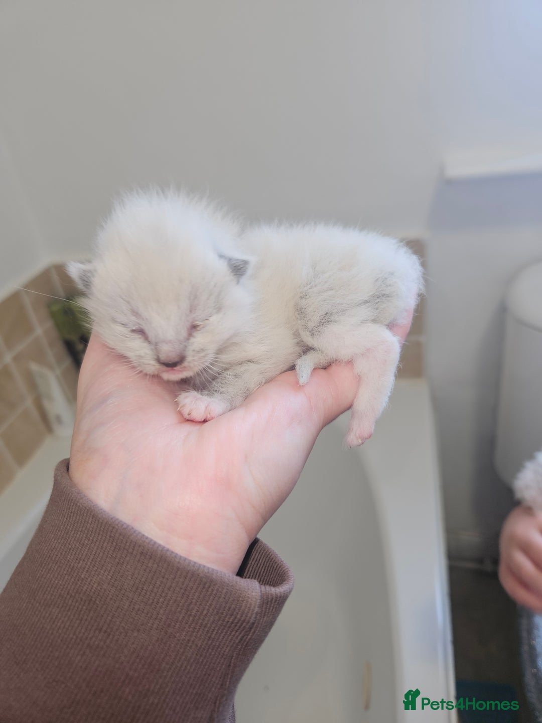 Ragamese cats for sale: 3/4 Ragdoll x 1/4 Siamese Kittens ♡ - Image 11